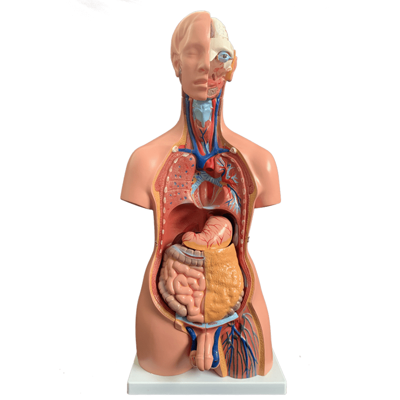 85cm28cm人体躯干解剖模型器官可拆卸医学教学心脏内脏模型玩具 85cm