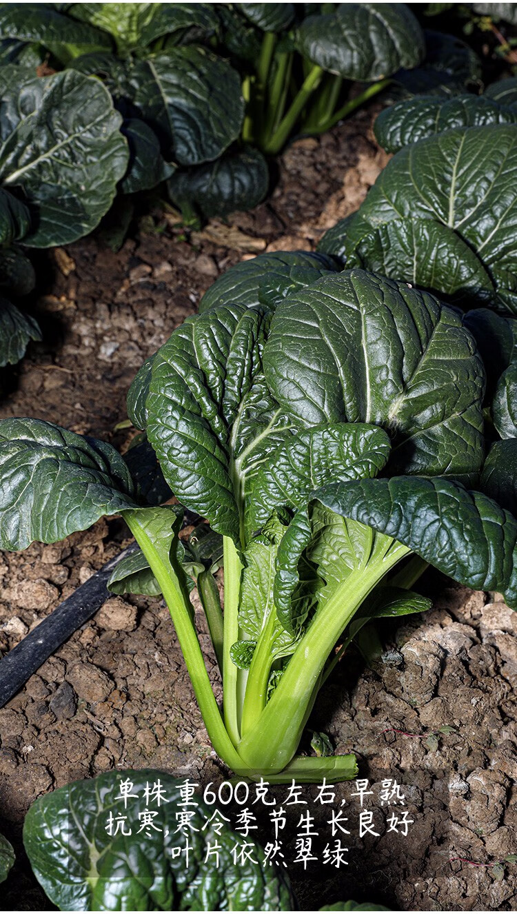 北蔬 油菜种子早熟高产耐寒菜籽黑油白菜蔬菜 皱叶黑油冬种子 15g装