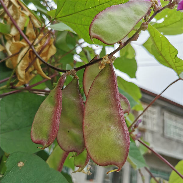 梁平農家新鮮刀豆峨眉豆蛾眉豆梅豆扁豆角豬耳朵紅邊青扁豆紫扁豆