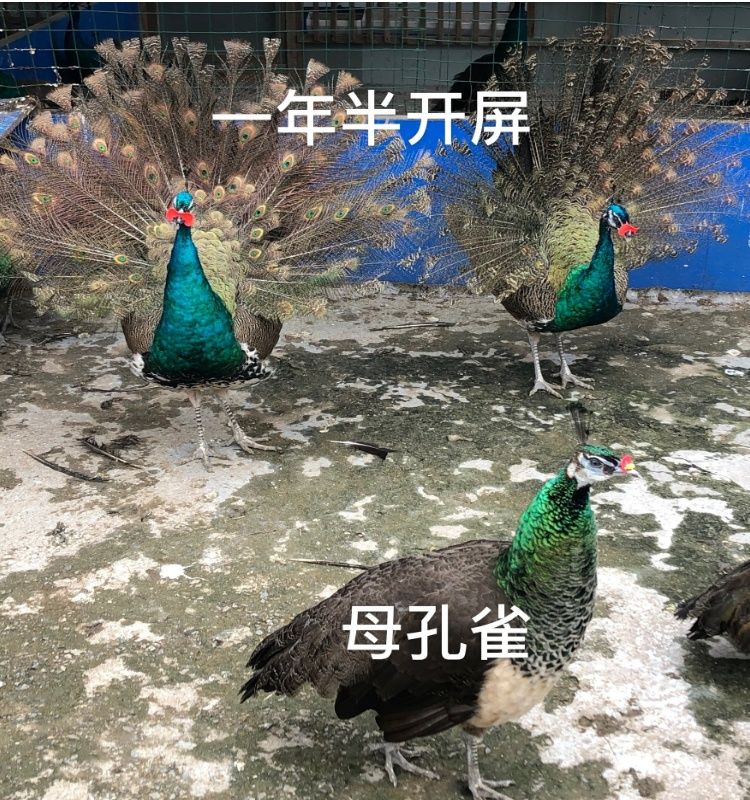 悦君心孔雀苗公母一对活体幼鸟宠物观赏鸟家养小孔雀脱温苗活物包活