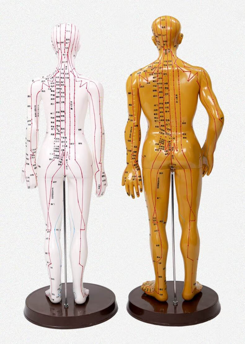 国医研 针灸人体穴位模型 男女小人铜色人超清晰刻字 中医经络图 白色