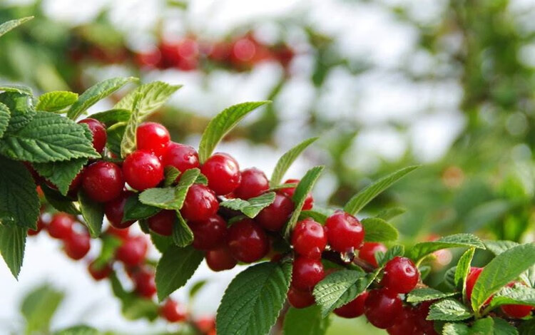 耐寒东北小樱桃野生山樱桃树苖南特大北方盆栽种植当年结果苖 8年苗