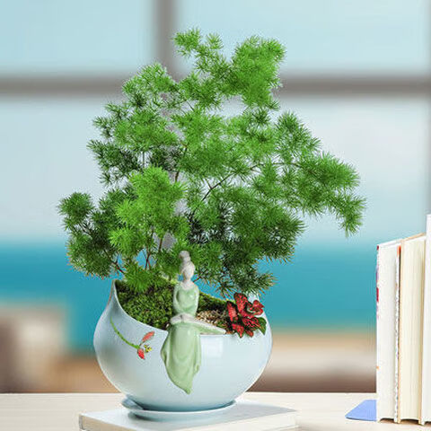 蓬莱松室内盆栽好养活四季常青生肖猴家庭盆景植物四季常青长寿松旺来