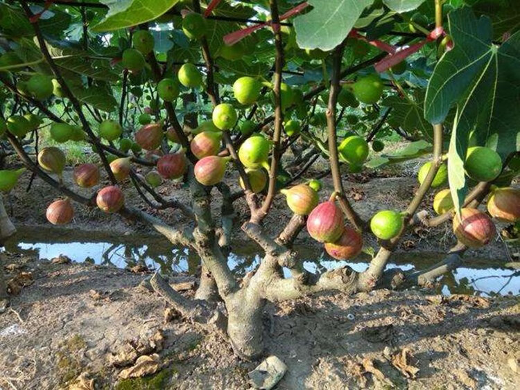 易水之夏巨型無花果苗波姬紅青皮金傲芬無花果苗樹地栽盆栽特大當年