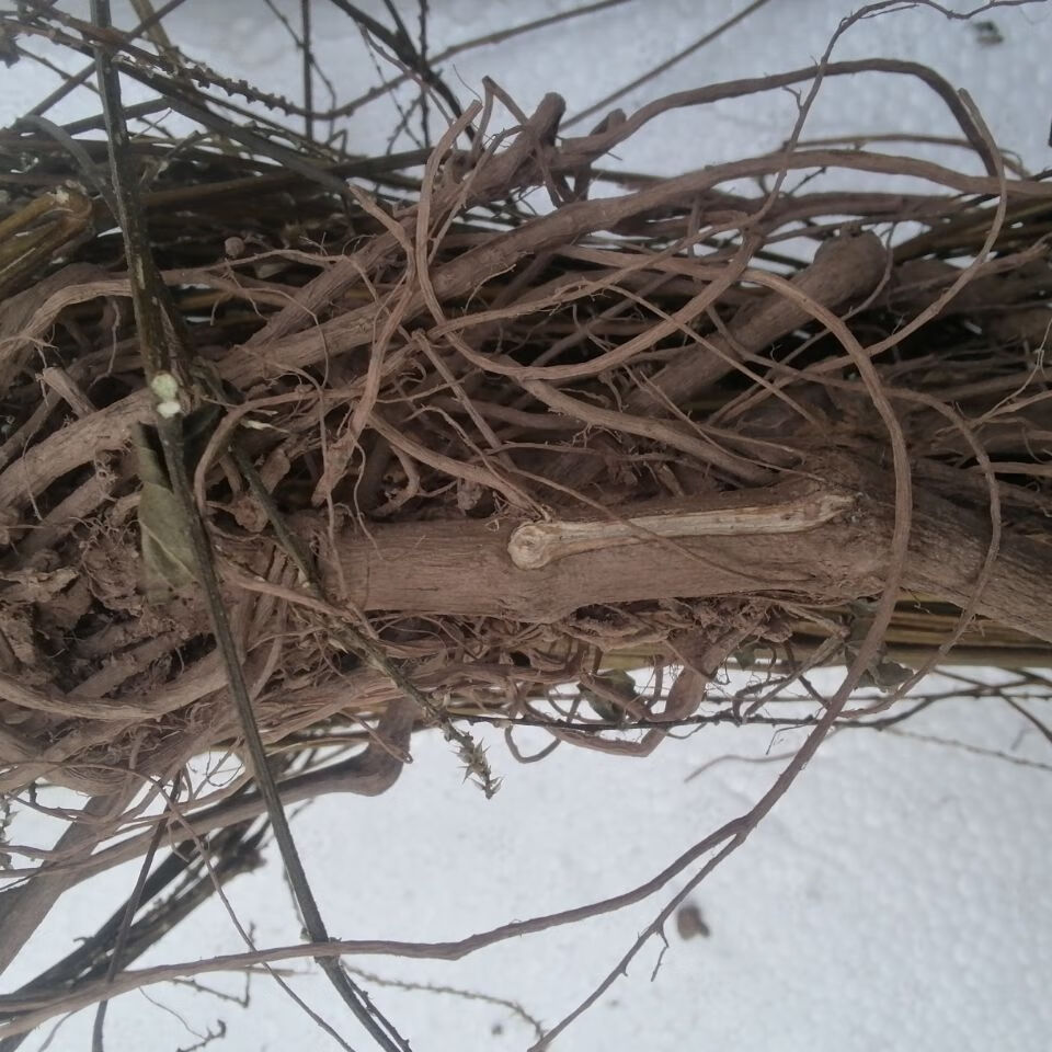 伟博 土牛膝 鸡掇鼻 倒扣草 土牛七 白牛膝干品新货 【精选】5斤