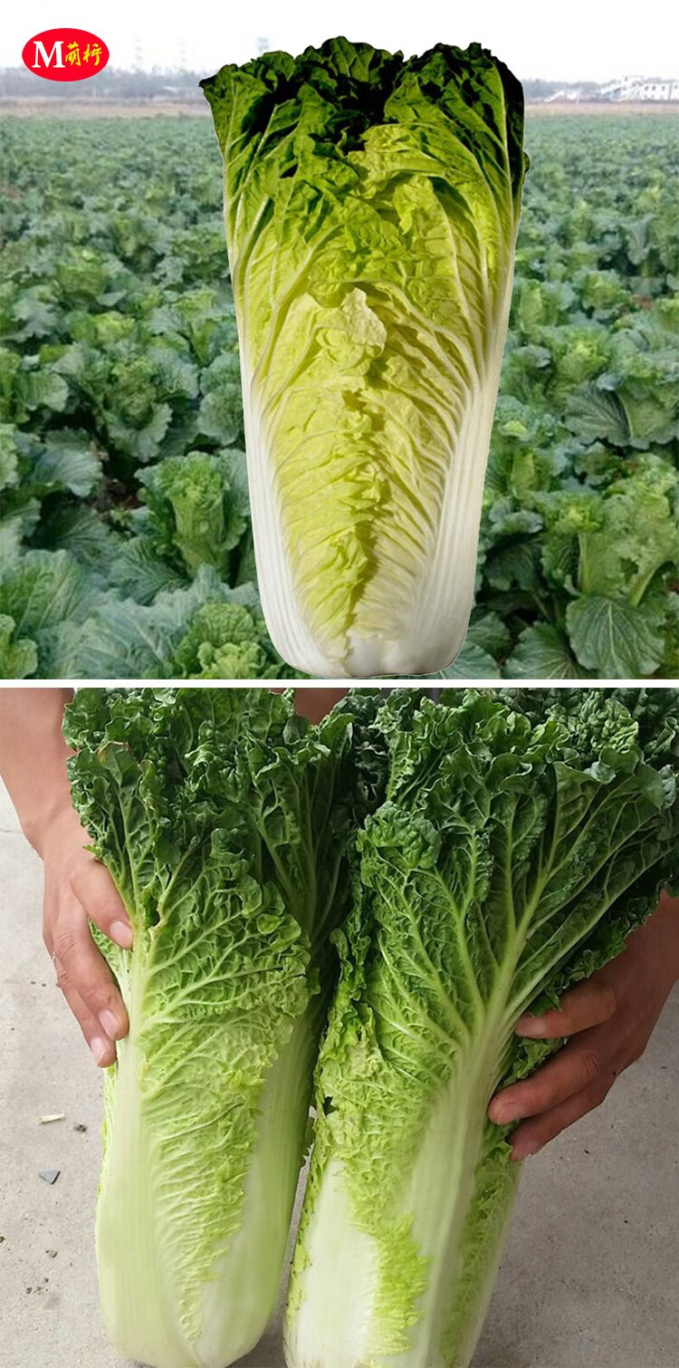 农家蔬菜种籽杂交北京小杂56大白菜种子早熟抗病黄心白菜秋季种孑小杂