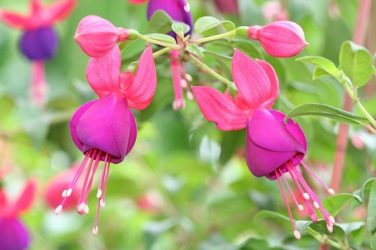 重瓣倒挂金钟盆栽紫色灯笼花吊钟海棠种苗室内垂吊花卉绿植宝莲灯公主