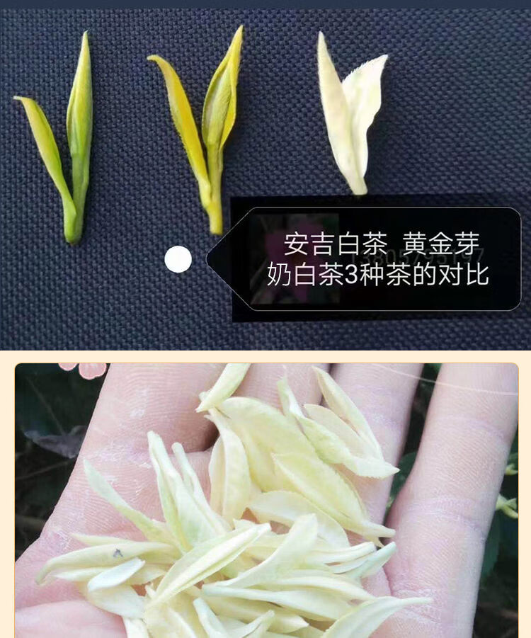 奶香安吉奶白黄金芽2022年新奶白皇金芽奶白茶黄茶黄金叶茶叶茗老汉奶