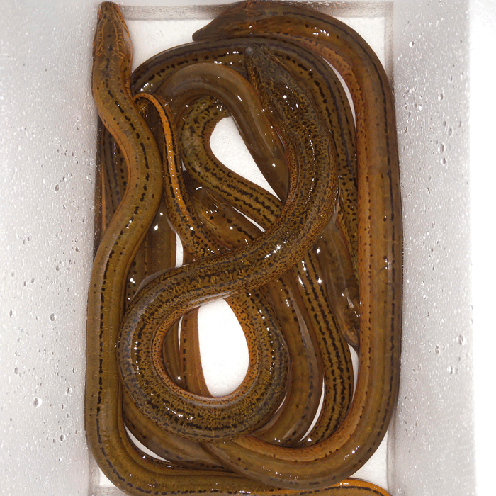 黄鳝长鱼鳝鱼黄鳝丝鲜活现杀大鳝鱼盘鳝活体淡水鱼以上黄鳝3两到5两的