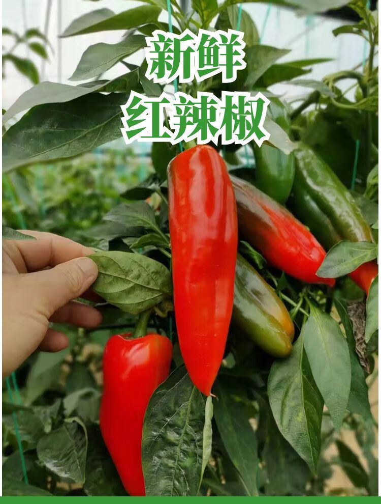 新鲜现摘大红椒泡椒大尖椒微辣灯笼椒农家辣椒 新鲜红菜椒小果(草莓