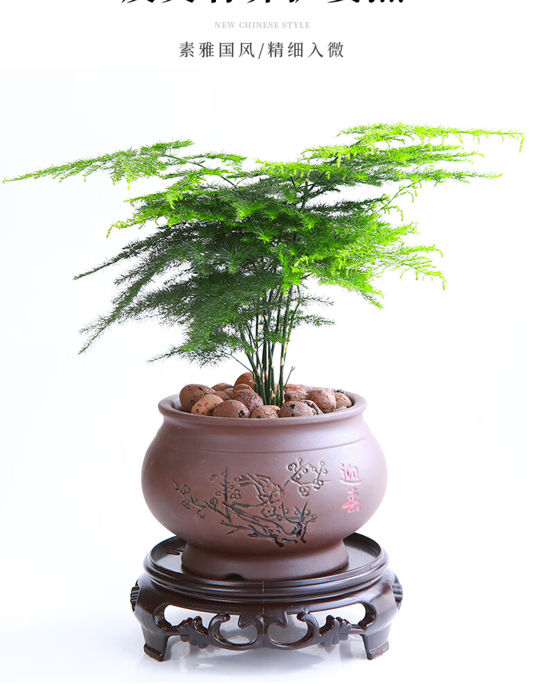 文竹盆栽植物云竹盆景室内净化空气办公室水培小绿植花卉四季常青舍得