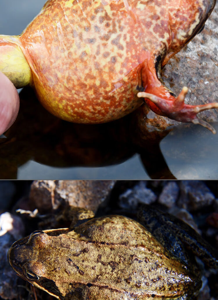 顺丰东北长白山雪h蛤母豹子活蛤蟆活林蛙产地直发1斤1314只特大母蛙
