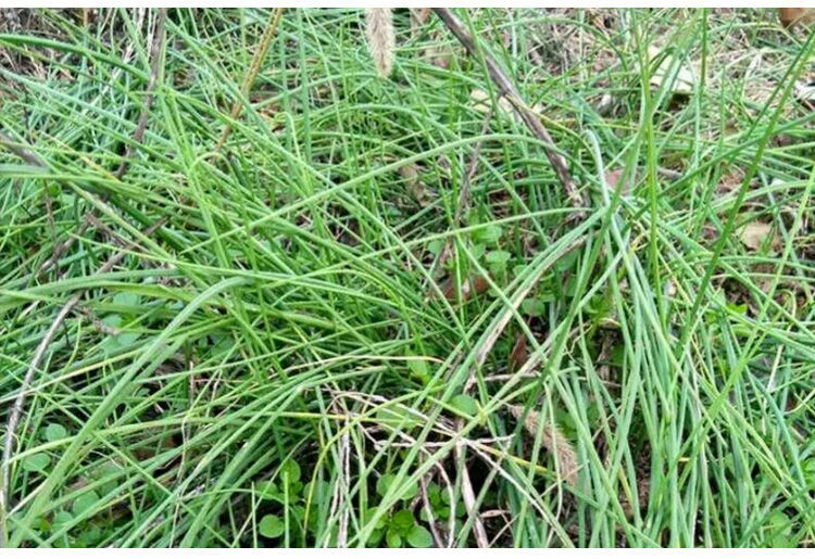 湘西新鲜野葱野菜深山现挖小根蒜胡葱百香葱野菜苦藠头薤白520情人节