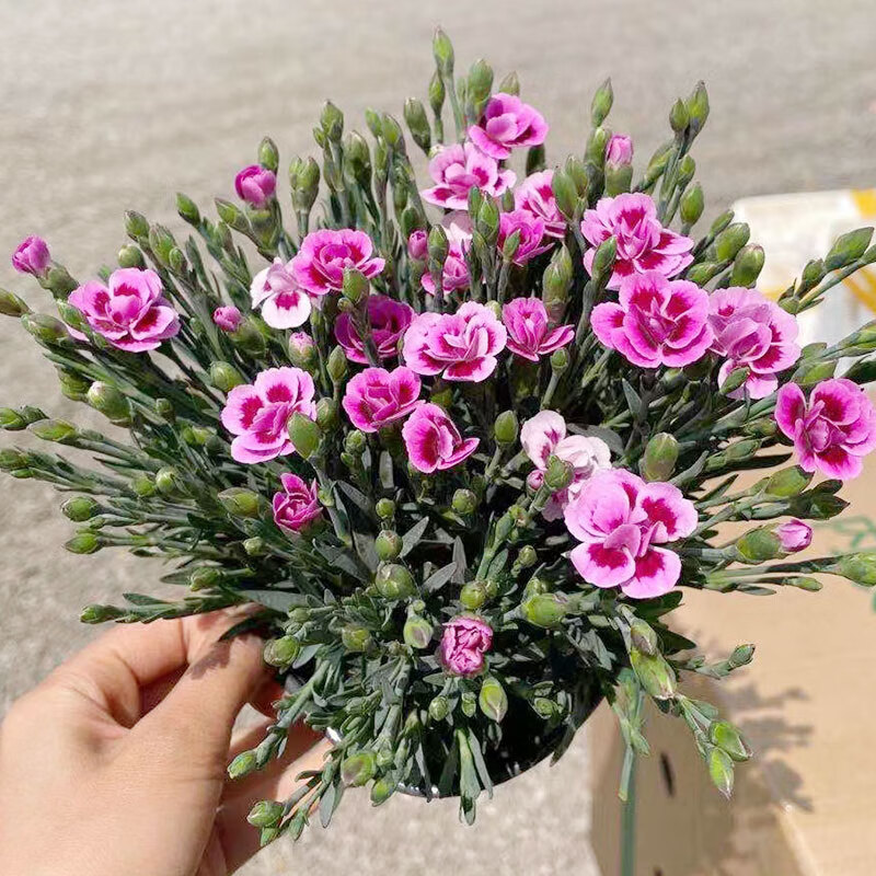 德骊嘉进口初吻康乃馨盆栽花苗带花苞室内客厅阳台四季花卉植物红色系