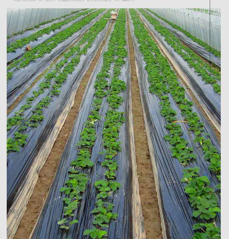 黑地膜农用加厚银黑地膜保温保湿蔬菜大棚草莓果园果树膜11斤黑12米宽
