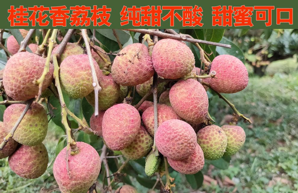 青樱红荔现货速发果园直邮海南桂花香荔枝新鲜荔枝现摘糯米味老树纯甜