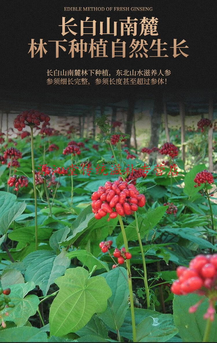 人参长白山鲜人参新鲜保鲜参特大野山参吉林白参泡酒专用 65g 一支起