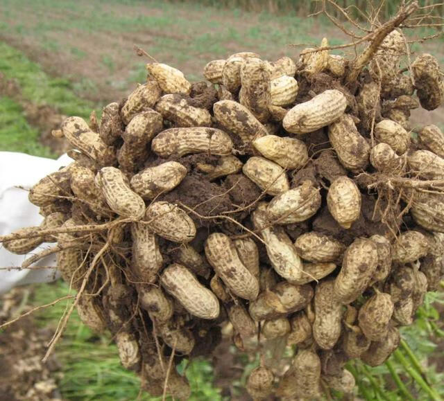 【预售款】新花生米 新货2020山东农家大粒5斤特大新鲜大颗粒生花生仁