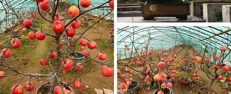 苹果树苗价格表当年挂果的种植时间