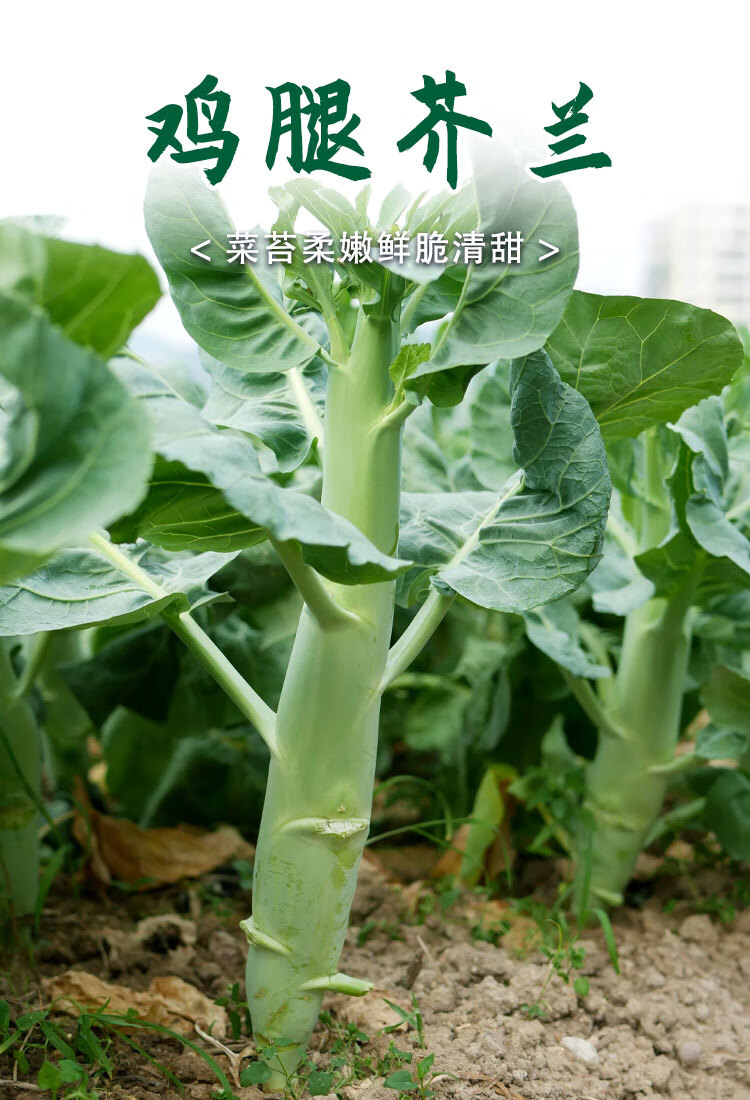 芥兰菜种籽广东鸡腿粗芥蓝种子甜脆四季盆栽菜籽蔬菜种孑青菜秋季 甜