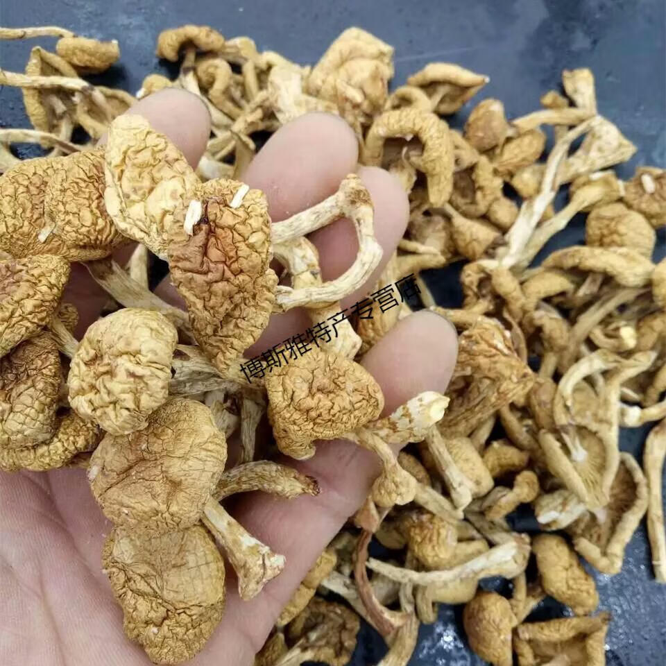 5折 东北特产滑子菇干货500g滑子蘑小鸡炖蘑菇小蘑菇
