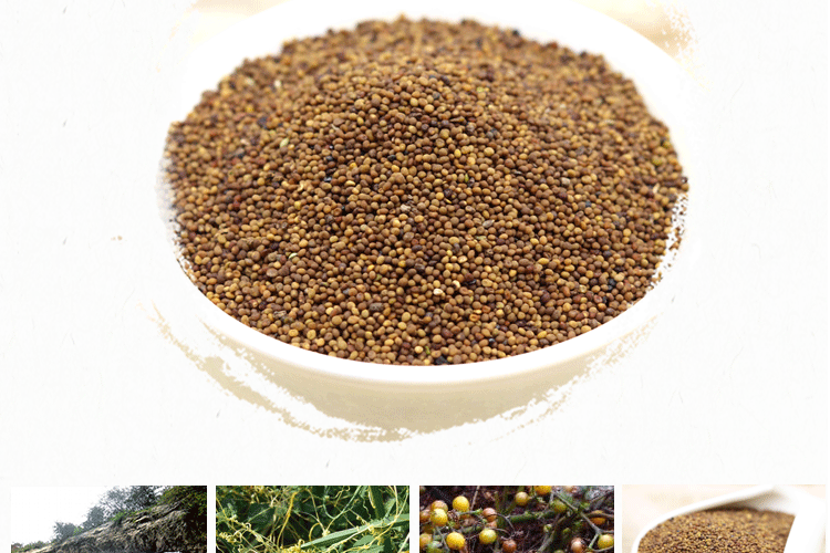 内蒙菟丝子颗粒500克 搭淫羊藿枸杞子茶兔丝子粉男性泡酒