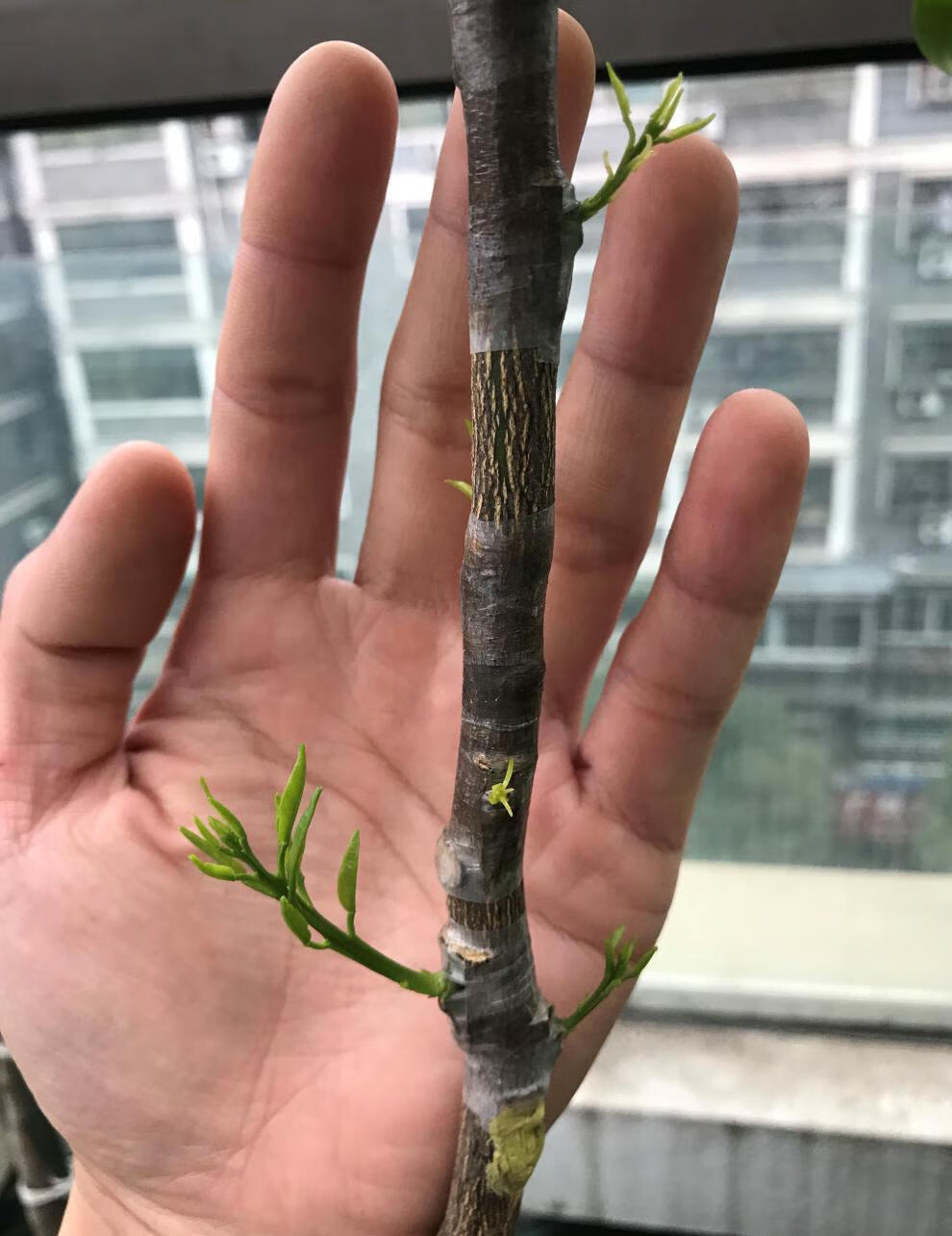 进口糯米纸嫁接膜嫁接带石蜡透气月季芽枝接膜 3.0cm宽5米自封装