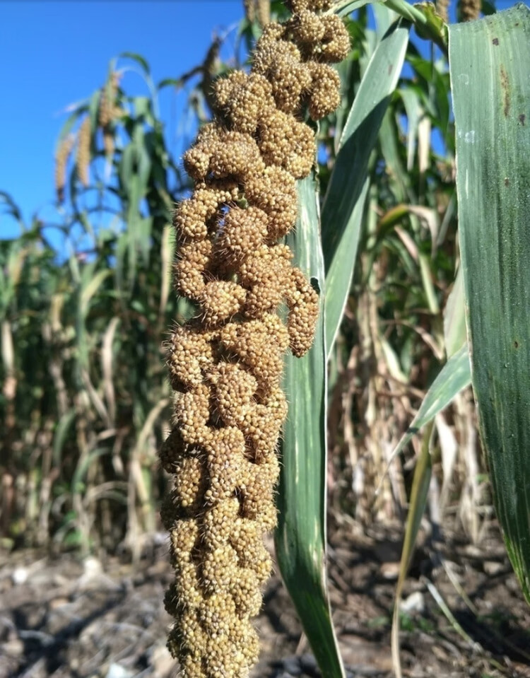 纳格兰绿宝千金谷种子谷种谷子种籽抗鸟红钙谷糯小米黄谷红谷粟米小