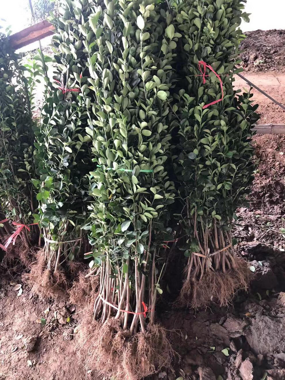 四季常青冬青苗室外树苗木万年青庭院法国冬青苗绿化苗树苗 高发国