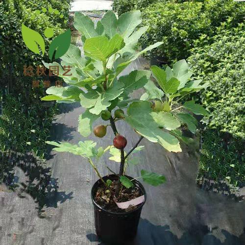 盆栽無花果樹果苗矮化苗南方北方種植室內陽臺當年結果帶原土帶葉紫果