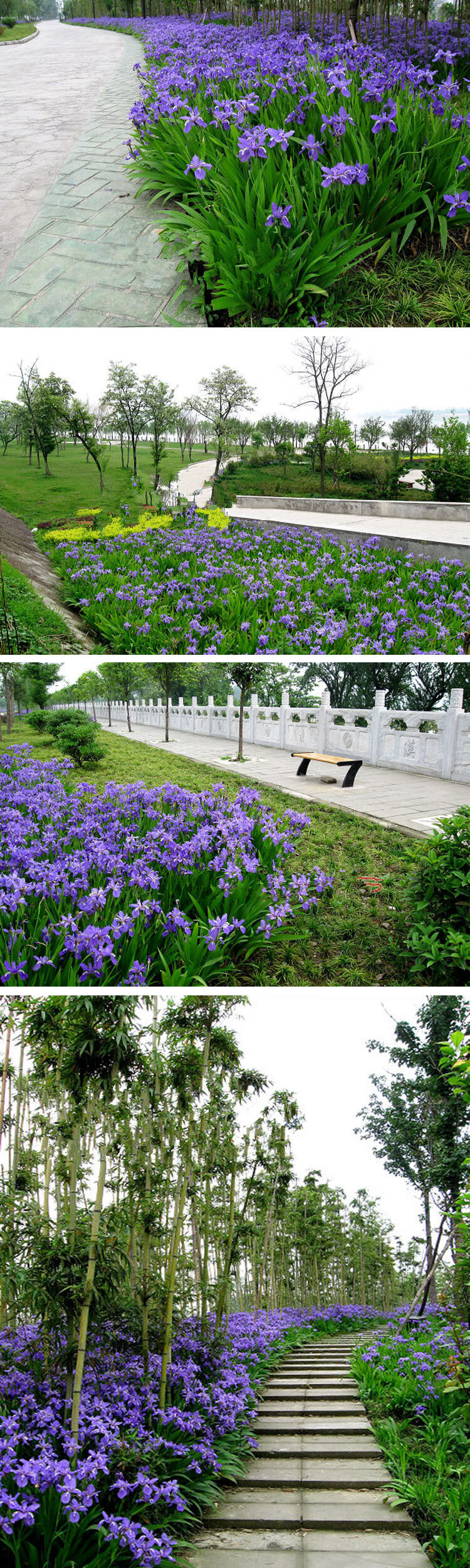 地被植物鸢尾苗蝴蝶兰花园庭院绿化类花卉室内盆栽观花植物蓝蝴蝶蓝花鸢尾30株不含盆 图片价格品牌报价 京东