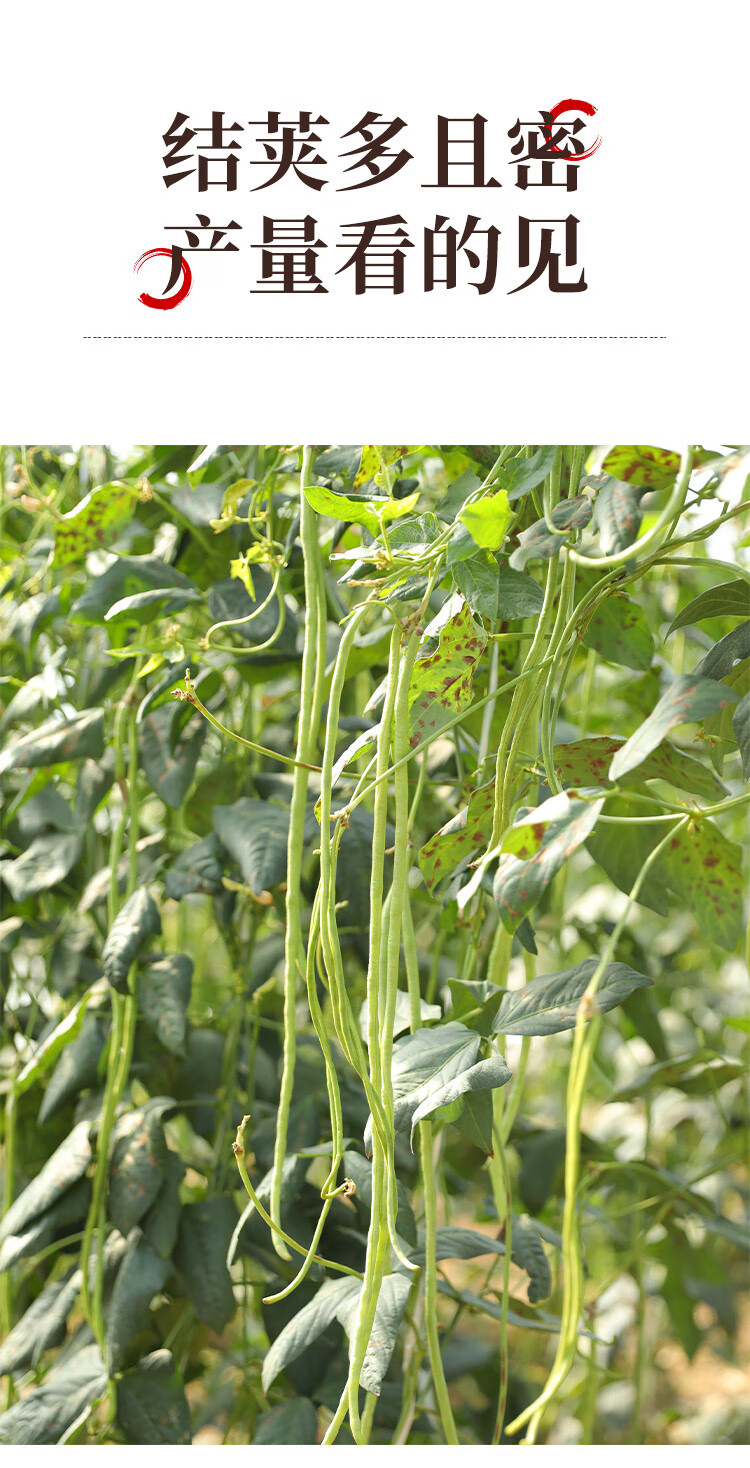 长豆角种子种籽孑苗秧豇豆大全芸豆四季豆扁豆缸豆九粒白不老豆角晓