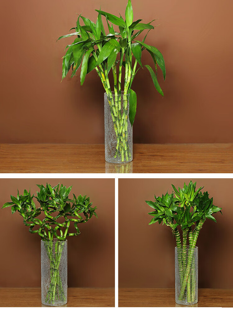 富贵竹花瓶玻璃透明家用养竹子圆柱直筒大口径圆形水竹特大号 口径12