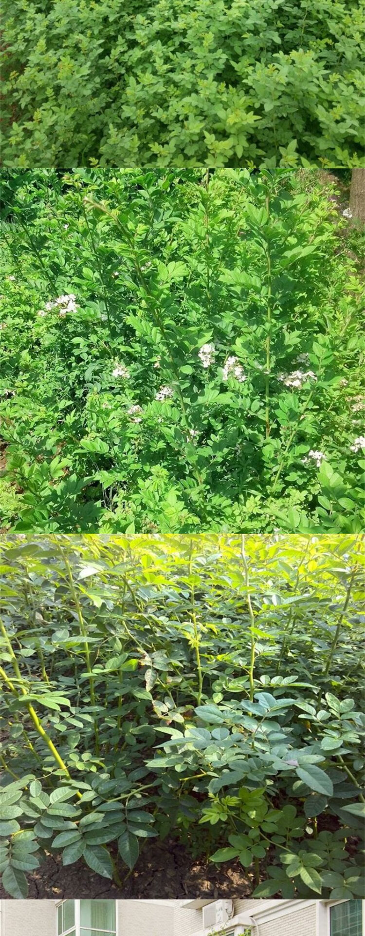 无刺蔷薇苗爬墙梅日本无刺蔷薇苗月季嫁接砧木蔷薇苗无刺蔷薇1公分粗