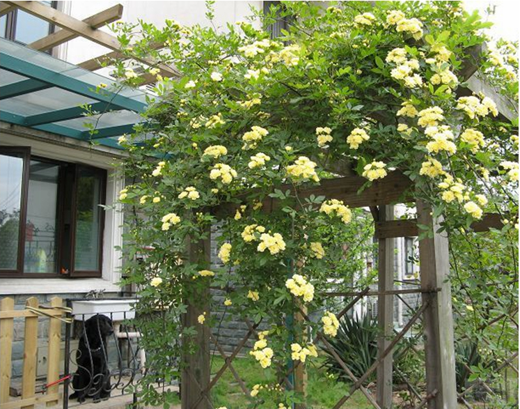 木香花苗 七里香花苗 白木香 黄木香花苗 爬藤植物 庭院攀援花卉 2年