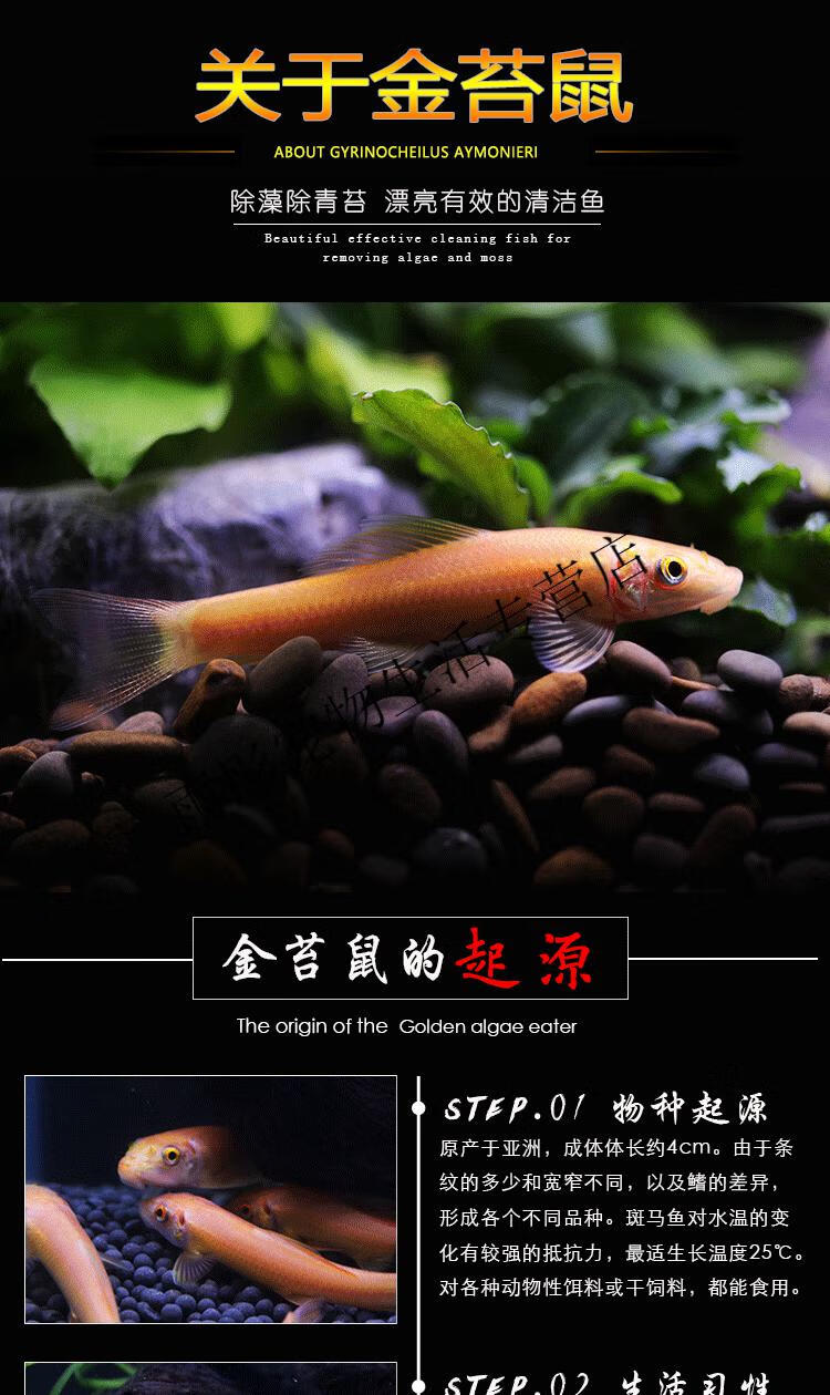 金苔鼠活鱼鼠鱼吃垃圾鱼屎清洁鱼缸除藻清苔彩虹鲨热带鱼观赏鱼 黄金