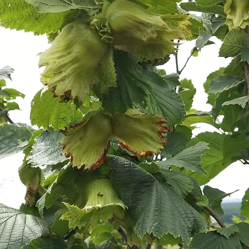 东北新鲜大榛子带绿皮水仁水瓤手剥去皮生榛子500g两斤加钳子 新鲜带