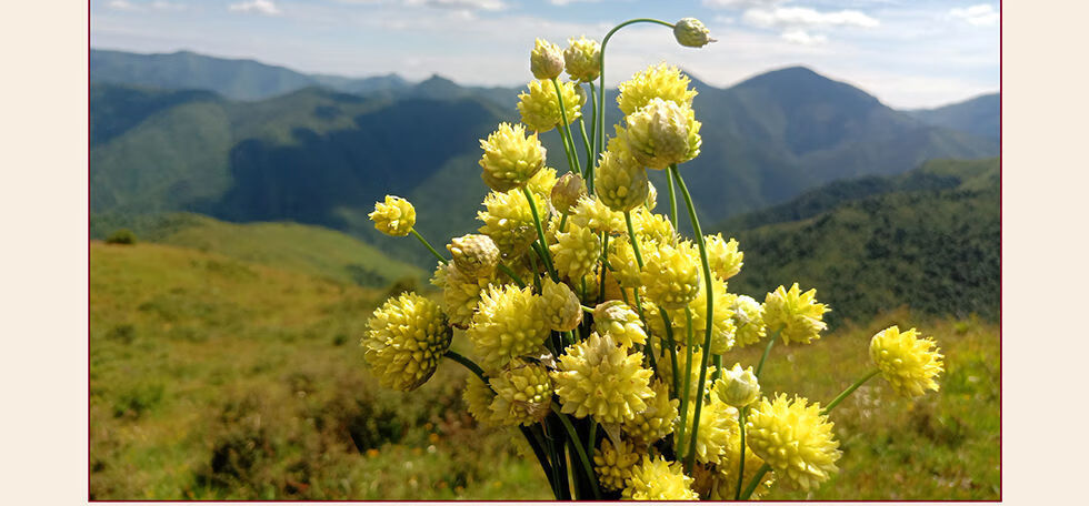 甘肃特产甘南野生黄葱花草原花炝锅浆水面拌面熬粥山葱花山野花200g
