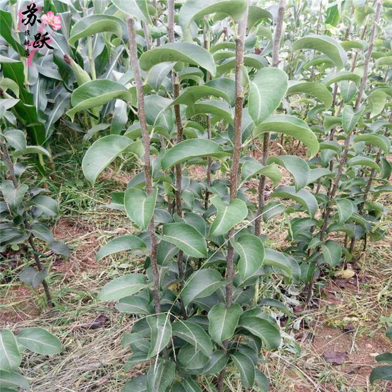 梨树树苗 水晶梨 梨树苗新品种地栽 嫁接苗当年结果 南方北方种植 香