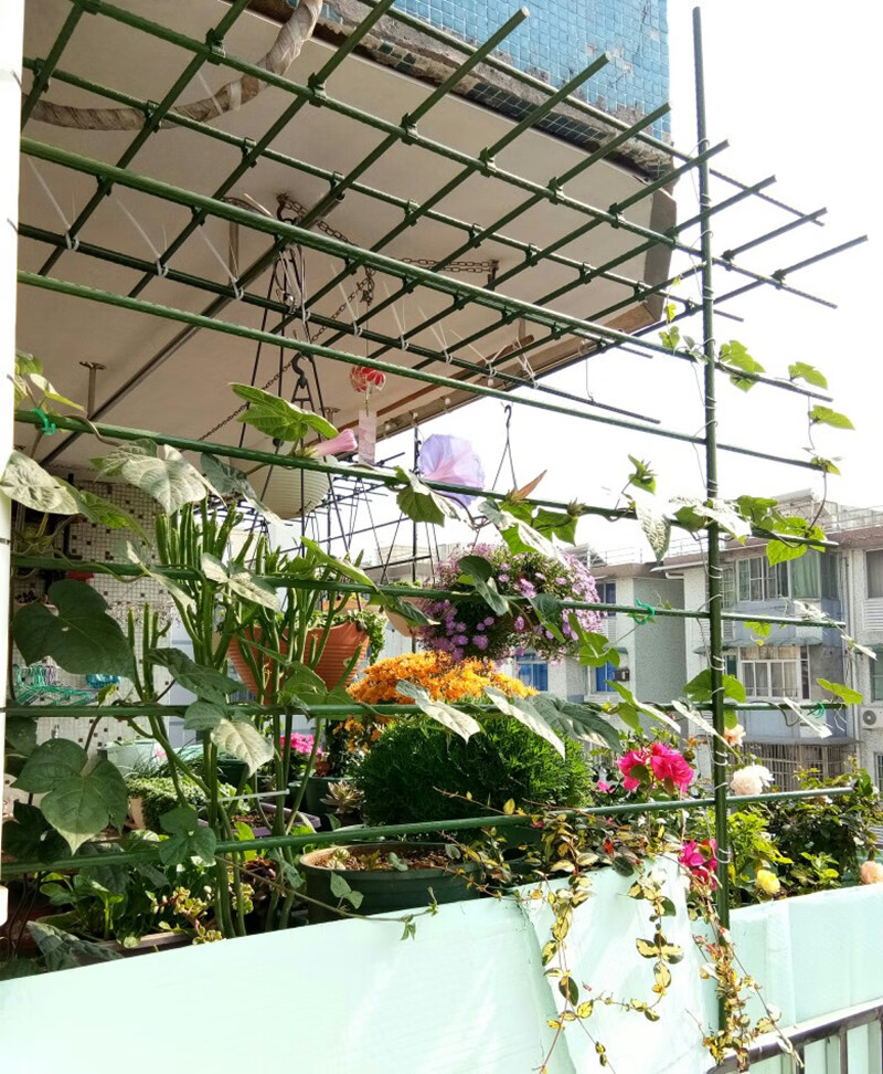 勋诚品质保证阳台爬藤支架杆葡萄架月季爬藤架铁线莲花盆支架植物攀爬