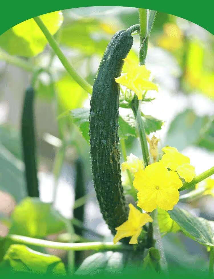 橙伯乐新鲜黄瓜现摘脆嫩长黄瓜5带刺斤生吃绿色青瓜 6斤左右 弯瓜