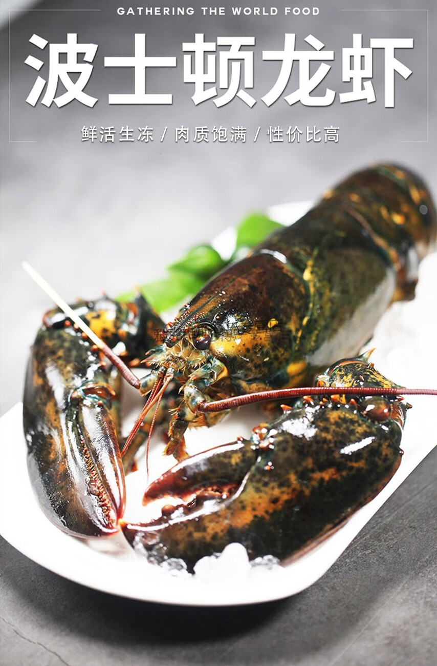 新鲜生冻波士顿大龙虾鲜活水产冷冻超大波龙500g