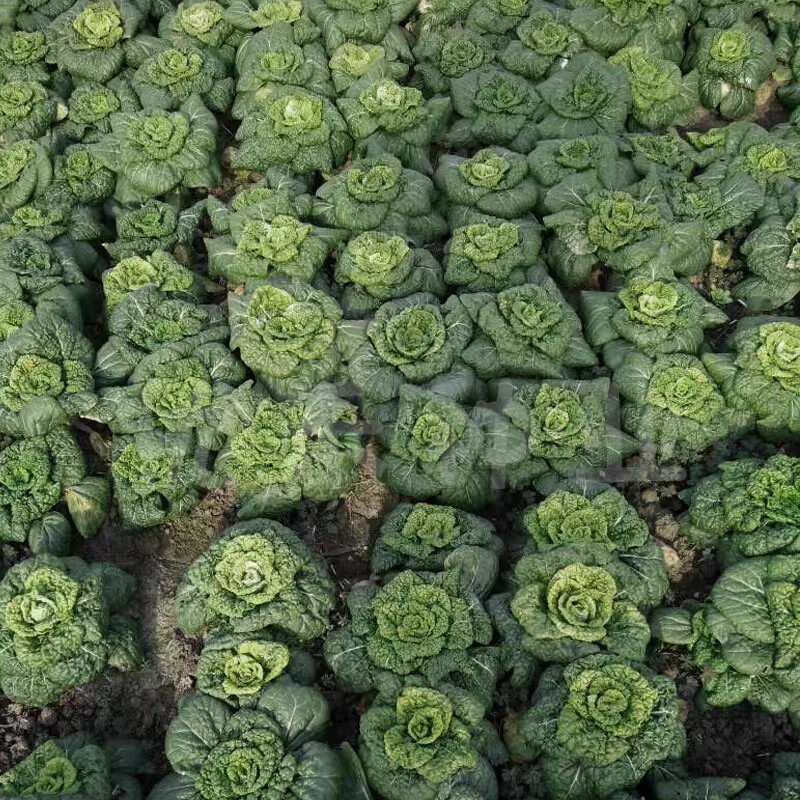 信研墨冠黑心乌种子耐寒乌塌菜种子籽黑白菜秋冬黑菜蔬菜种子籽孑 20