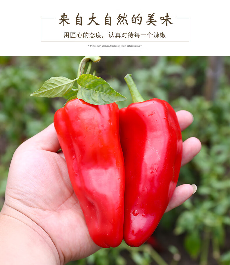 新鲜大红辣椒红尖椒现摘剁椒泡椒3斤