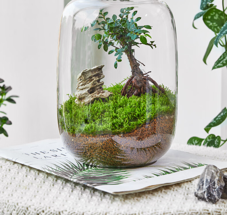 微景观生态瓶生命之树苔藓创意桌面盆栽青苔造景植物办公室内绿植 款
