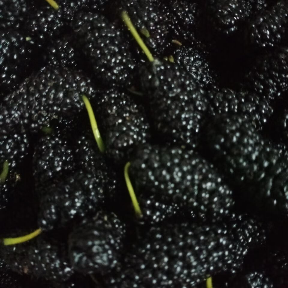 新鲜桑葚果孕妇水果特级泡酒酵素生吃鲜桑椹酒黑桑葚果子生鲜整箱装4