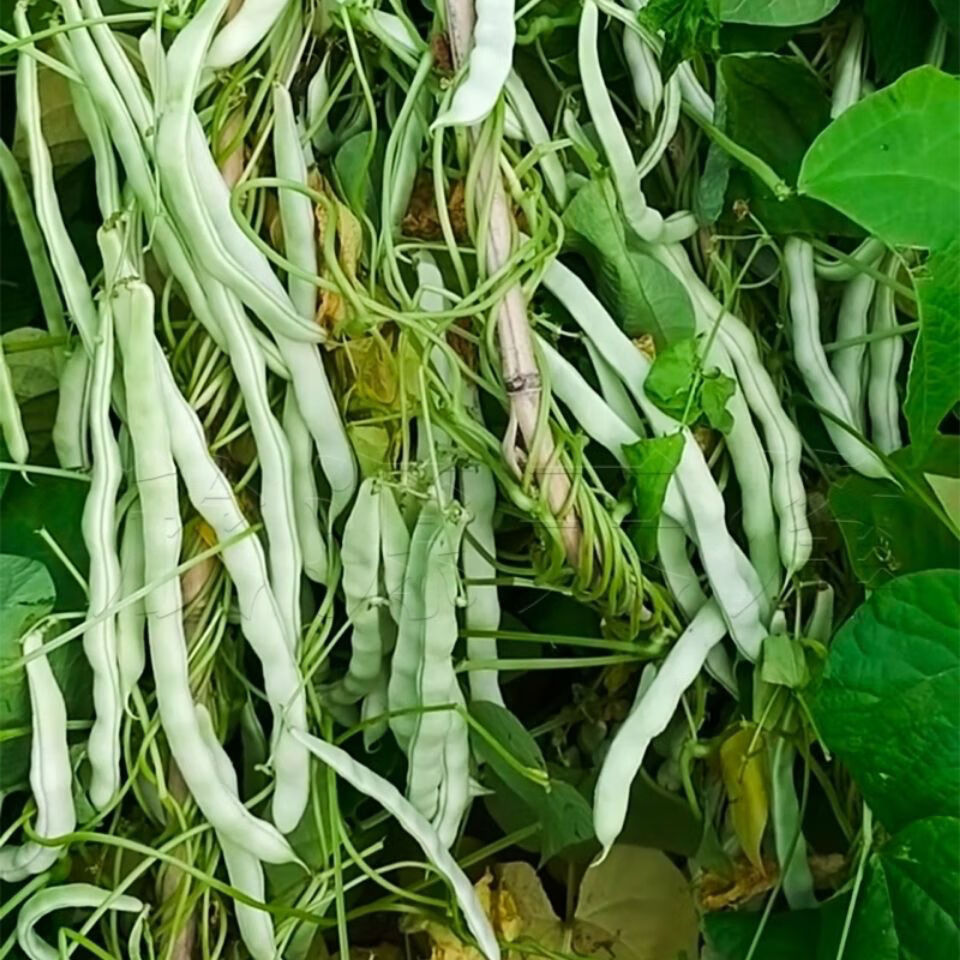 摘不败九粒白芸豆种子老来少豆角种籽早熟高产春秋季四季豆角大田 -量