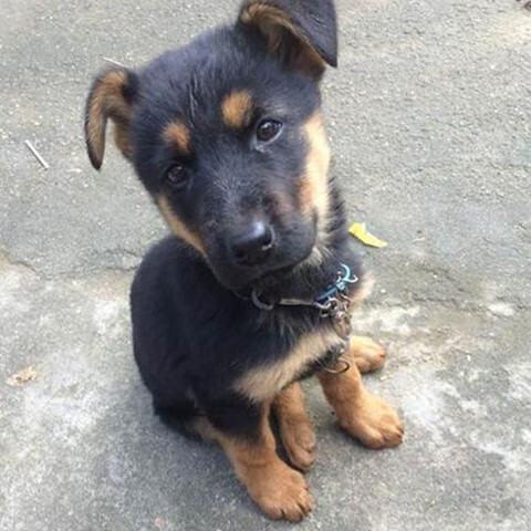 田园犬土狗幼犬黑白犬小花混血宠物狗纯种宠物狗纯色小狗好养温顺