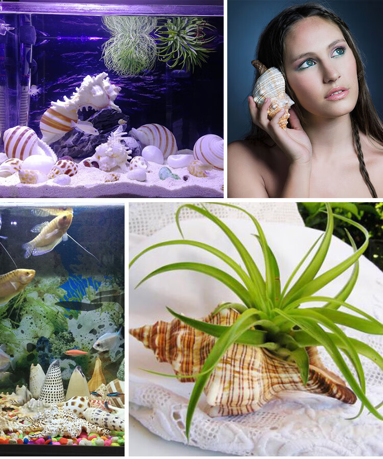 vieruodis赤旋螺天然贝壳海螺壳创意diy多肉花盆鱼缸造景水族箱地中海