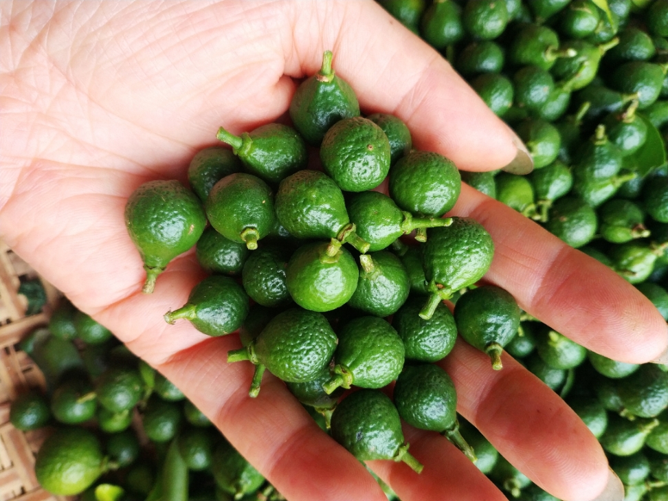 小柑胎陈皮柑胎果仔泡茶广东特产带蒂生晒陈皮柑胎果仔泡茶带蒂小小号